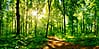 Seitenmarkise Sichtschutz Motiv "Waldlichtung" von GardenPleasure