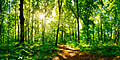 Seitenmarkise Sichtschutz Motiv "Waldlichtung" von GardenPleasure